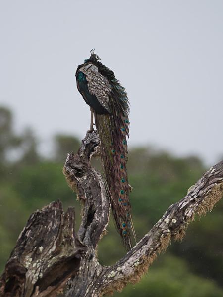 <h3><a href="/trips/srilanka/biota/animalia/chordata/aves/006 galliformes/005 phasianidae/pavo cristatus/pavo cristatus-nl.html">Pavo&nbsp;cristatus</a> / Indian&nbsp;peafowl / Blauwe&nbsp;pauw</h3>NIKON D500 met AF-S Nikkor 300mm f/2.8G IF-ED VR II, 1/1600 sec  bij F3.5, ISO 800, afstand 29.8&nbsp;m